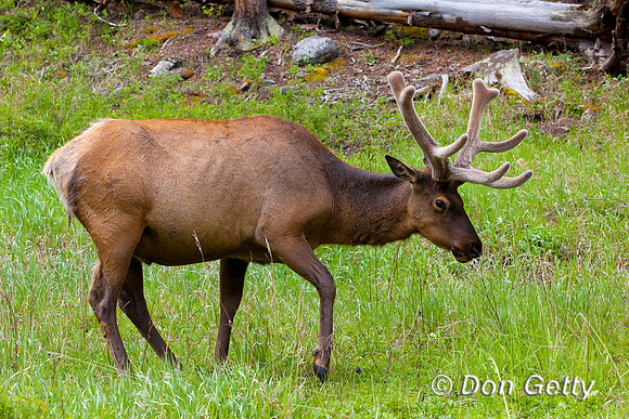 Elk_IMG_0810