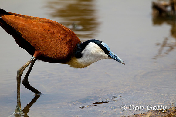 Jacana_A_Z2F5282