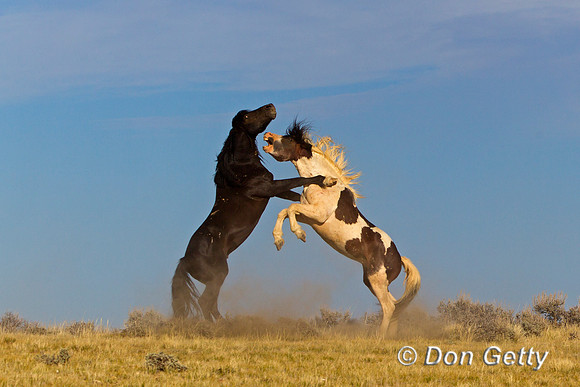 "Equus ferus", Horse, "McCullough Peaks", Mustang, Wyoming