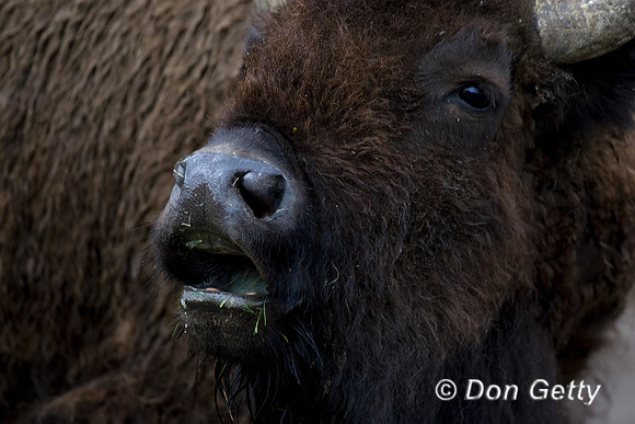 Bison_MR8D6353