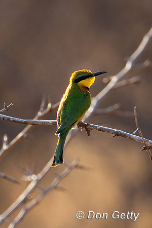 Bee-eater_L_Z2F1509
