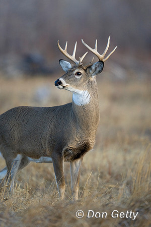 Deer_WtTl_D4B9133