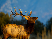 Elk_Z2F0407