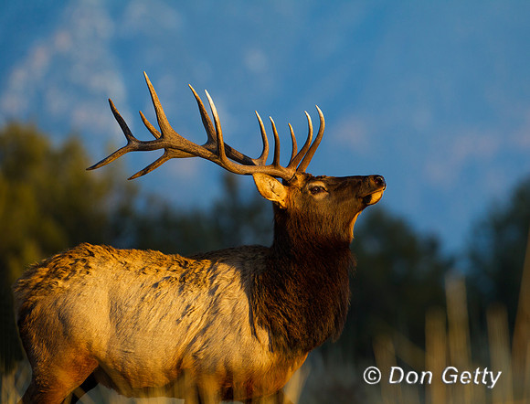 Elk_Z2F0407