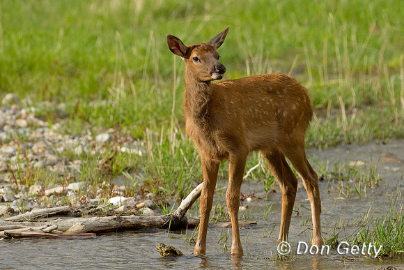 Elk_BZ2F5108