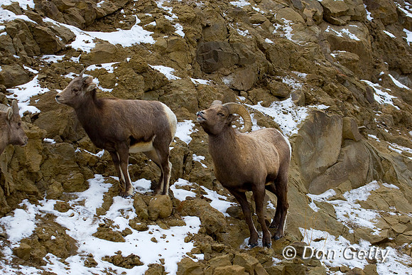 Bighorn Sheep