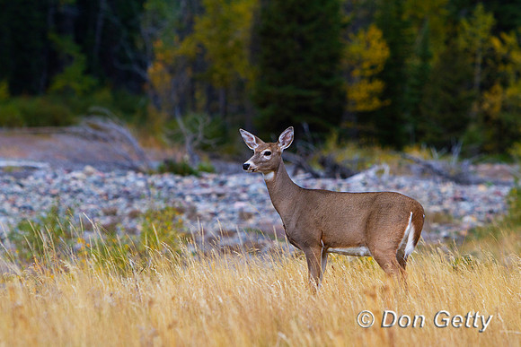 Deer_WtTl_MG_8959