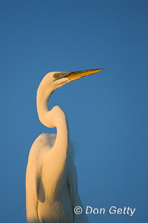 Great Egret