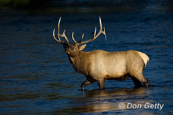 Elk_D4B7653