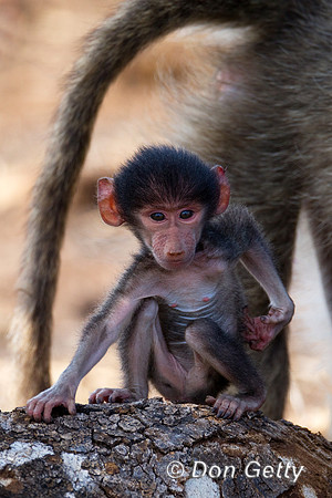 Baboon_C_Z2F6333