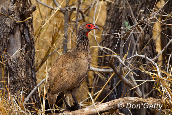 Francolin_Sw_Z2F8653