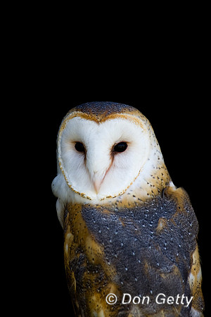 Barn Owl