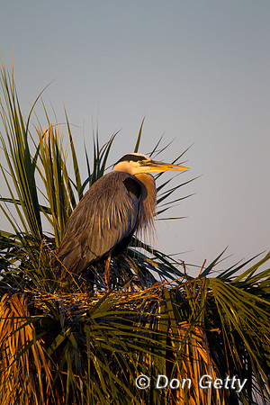 Heron_GB_Z2F1224