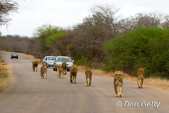 Lion_MG_5940