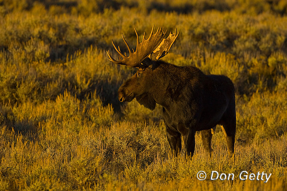 Moose_R8D8126
