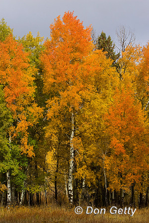 Aspens_R8D6793