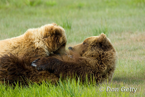 Brown Bear