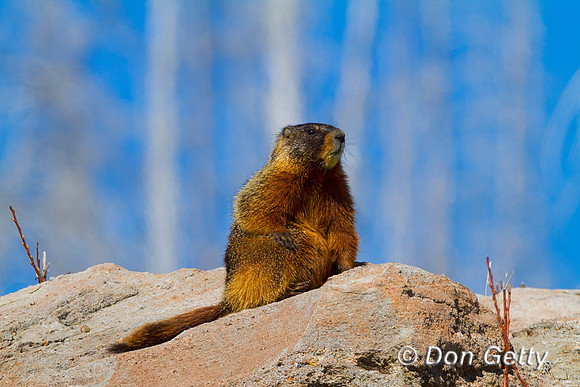 Marmot_MG_3276