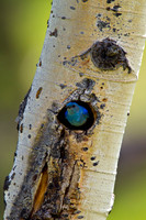 Mountain Bluebird