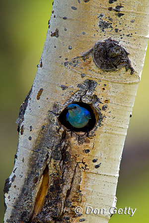 Mountain Bluebird