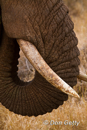 Elephant_MG_5775