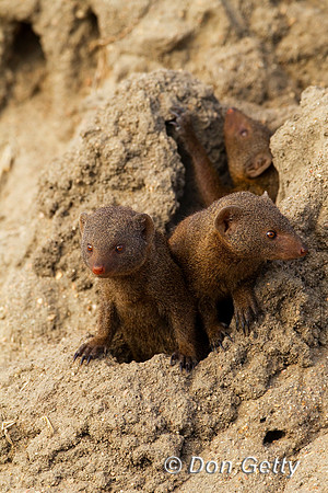 Mongoose_D_Z2F9367