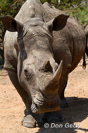 Rhino_W_MG_4107