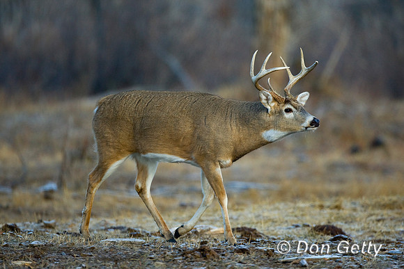 Deer_WtTl_D4B9091