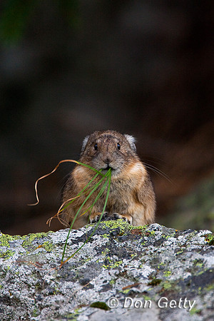 Pika_R8D8927