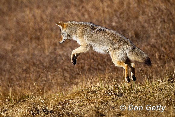 Coyote_Z2F7475