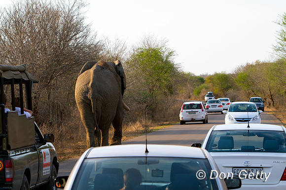Elephant_MG_5886