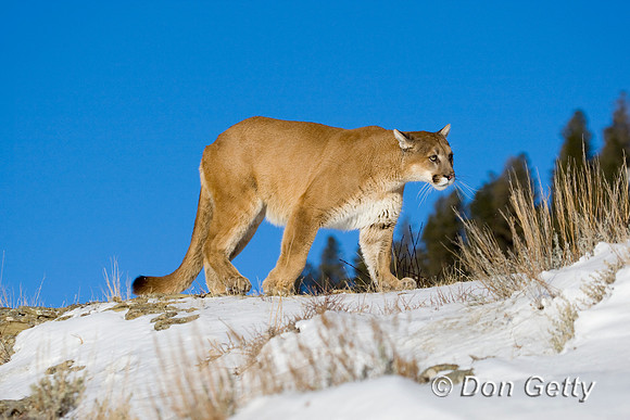 Mt_Lion_D4B9815