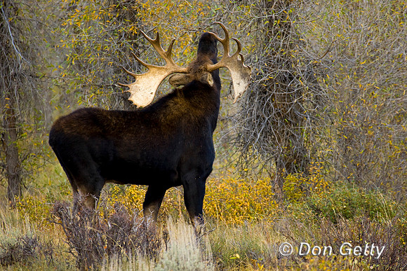 Moose_D4B8968