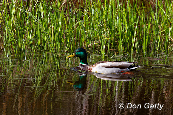 Mallard_Z2F0108