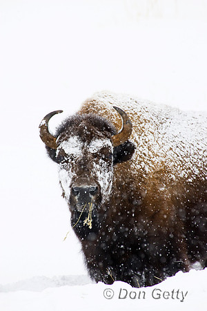 Bison_R8D8487