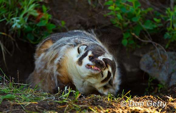 Badger