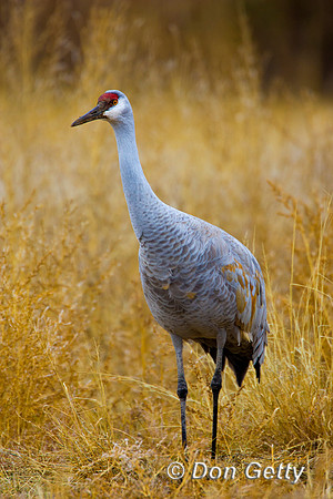 Sandhill Crane