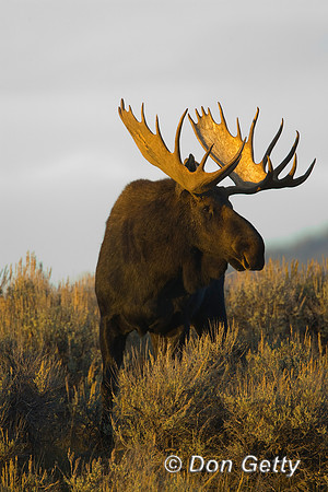 Moose_R8D8183