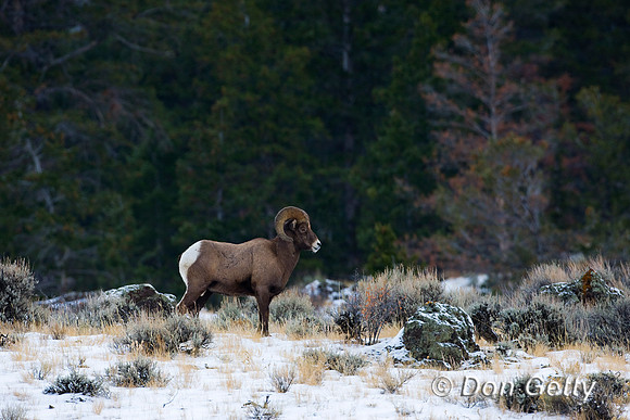 Bighorn Sheep