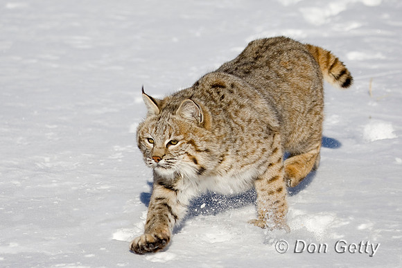Bobcat_D4B0326