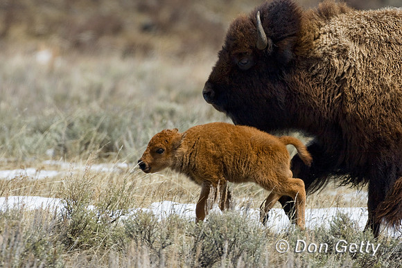 Bison_D4B7281