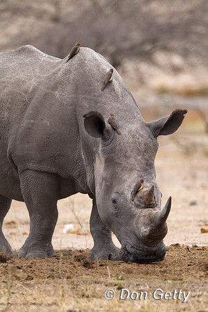 Rhino_W_Z2F4220