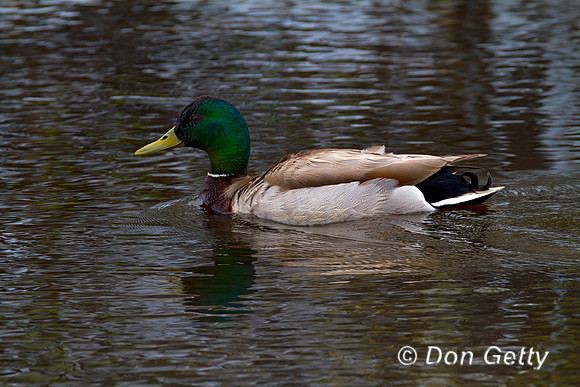 Mallard_MG_4743