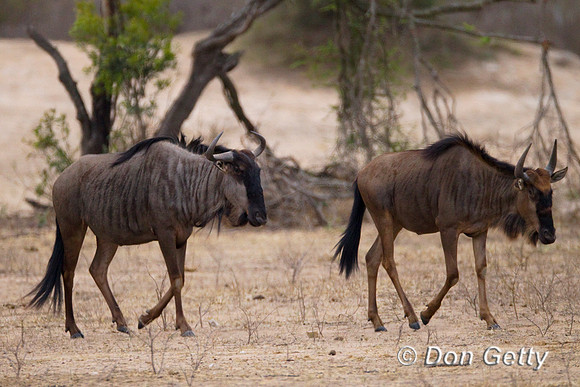 Wildebeest_B_Z2F4255