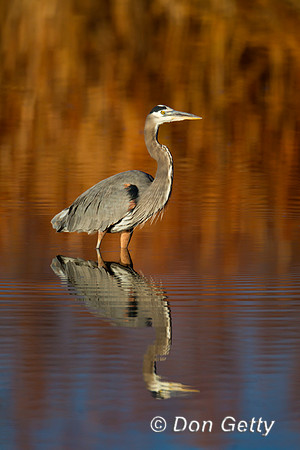 Heron_GB_Z2F2417