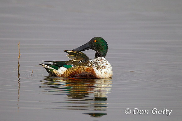 Shoveler_N_Z2F2032