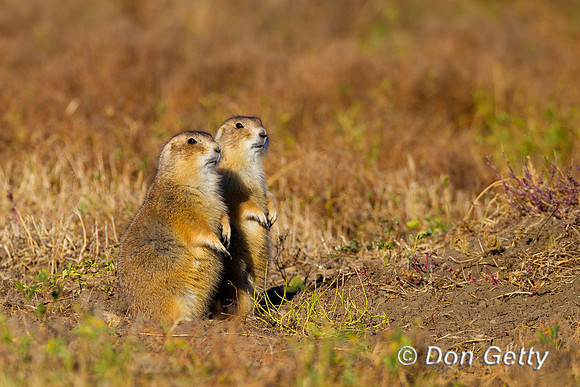 Prairie_Dog_Z2F9142