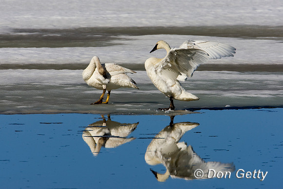 Swan_D4B1220