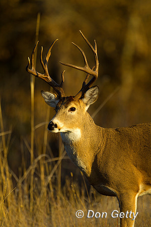 Deer_WtTl_Z2F0089
