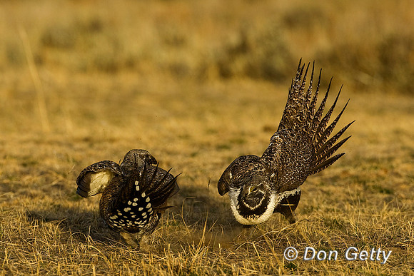 Grouse_Sage_D4B6539